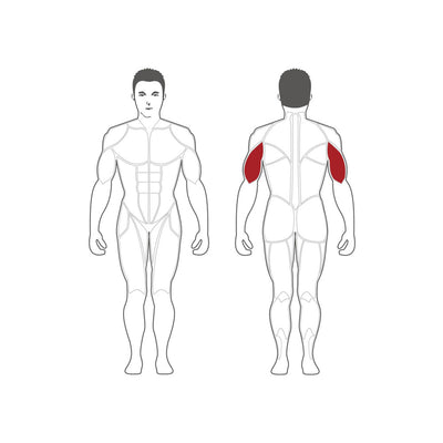 Trizeps-Streckgerät – plattenbelastet – Steelflex PLTE-BR
